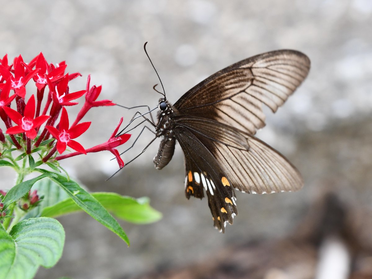 #69:
          Swallowtail Butterfly, female, Okinawa.
          f/ at mm - Shutter Speed: - ISO: